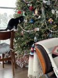 Christmas Coziness with a Furry Friend