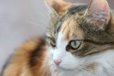 Feline Beauty