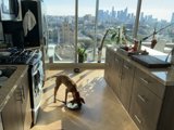 Furry Friend in the Kitchen