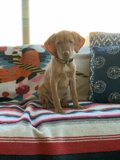 Cozy Canine Couch Time