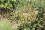 Red Berries on Green Leaves