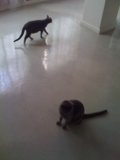 Two Feline Friends Strutting on Hardwood Floor