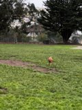 Running Free