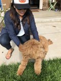 Woman and Dog Enjoy a Sunny Day in the Park