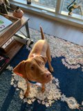Furry Friend in the Living Room