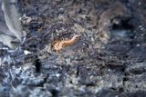 Soil Sentinel