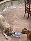 Playful Pup with a Piece of Cloth