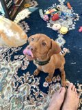 Happy Vizsla Puppy