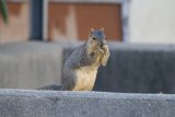 Serene Sereno Squirrel