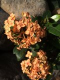 Orange Geraniums on a Rock