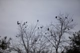 A Silhouette of 24 Birds on Bare Branches