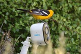 Hooded Oriole Perched on Security Camera
