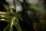Rainforest Rendezvous