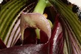 Captivating Orchid Flower