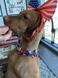 Patriotic Pooch