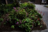 Blooming Wonders at San Francisco Botanical Garden