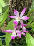 Majestic Orchid on a Tree