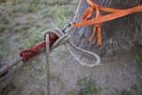 Tethered Tree