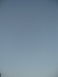 Flock of Stars