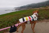 Colorful Accessory for Furry Friends