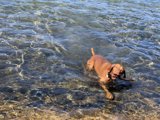 A Dog's Day Out on the Water