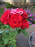 A Stunning Bouquet of Red Roses and Purple Geraniums
