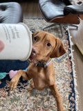 Canine Barista