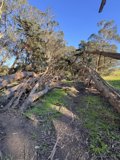 Pathway Through Nature's Embrace, McLaren Park