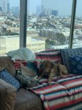 Couch Companions