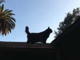 Skygazing Cat