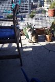 Feline Friend Enjoying the Outdoors
