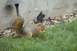 Fox Squirrel Foraging in Suburban Garden Setting