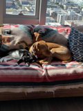 Furry Friends on the Couch