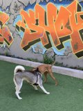 Graffiti Pals