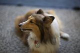 Tagged Collie Dog