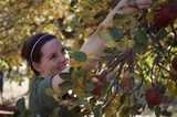 Smiling Woman Picking Red Apples in Autumn Orchard