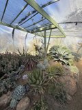 Serene Greenhouse Sanctuary