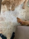 Three's Company