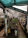Inside a Sprawling Greenhouse in Broadmoor