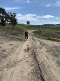 Walking with My Canine Companion