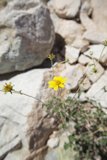 The Resilient Daisy