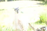 Llama Lollygagging in Pasture