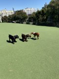 Playtime on the Green Grass
