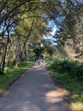 Man and Dog Take a Stroll Through the Woodland Grove