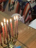 A Festive Feline