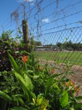 Secured Foliage