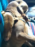 Puppy Nap Time on the Couch