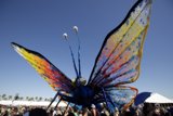 Colorful Butterfly Takes Flight