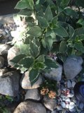A Foliage and Flower Oasis in a Rock Garden