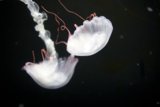 Ethereal Dance in the Depths